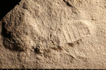 Media type: image;   Entomology PALE-14943